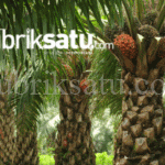 Langkah-Langkah-Budidaya-Kelapa-sawit