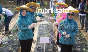 PKK Koltim, Pelopor Pangan Keluarga PKK Koltim, Pelopor Pangan Keluarga
