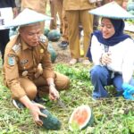 Panen Raya Semangka di Aleuti, Bupati Konawe Angkat Potensi Pertanian untuk Dukung MBG