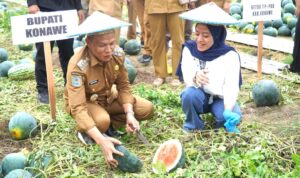 Panen Raya Semangka di Aleuti, Bupati Konawe Angkat Potensi Pertanian untuk Dukung MBG
