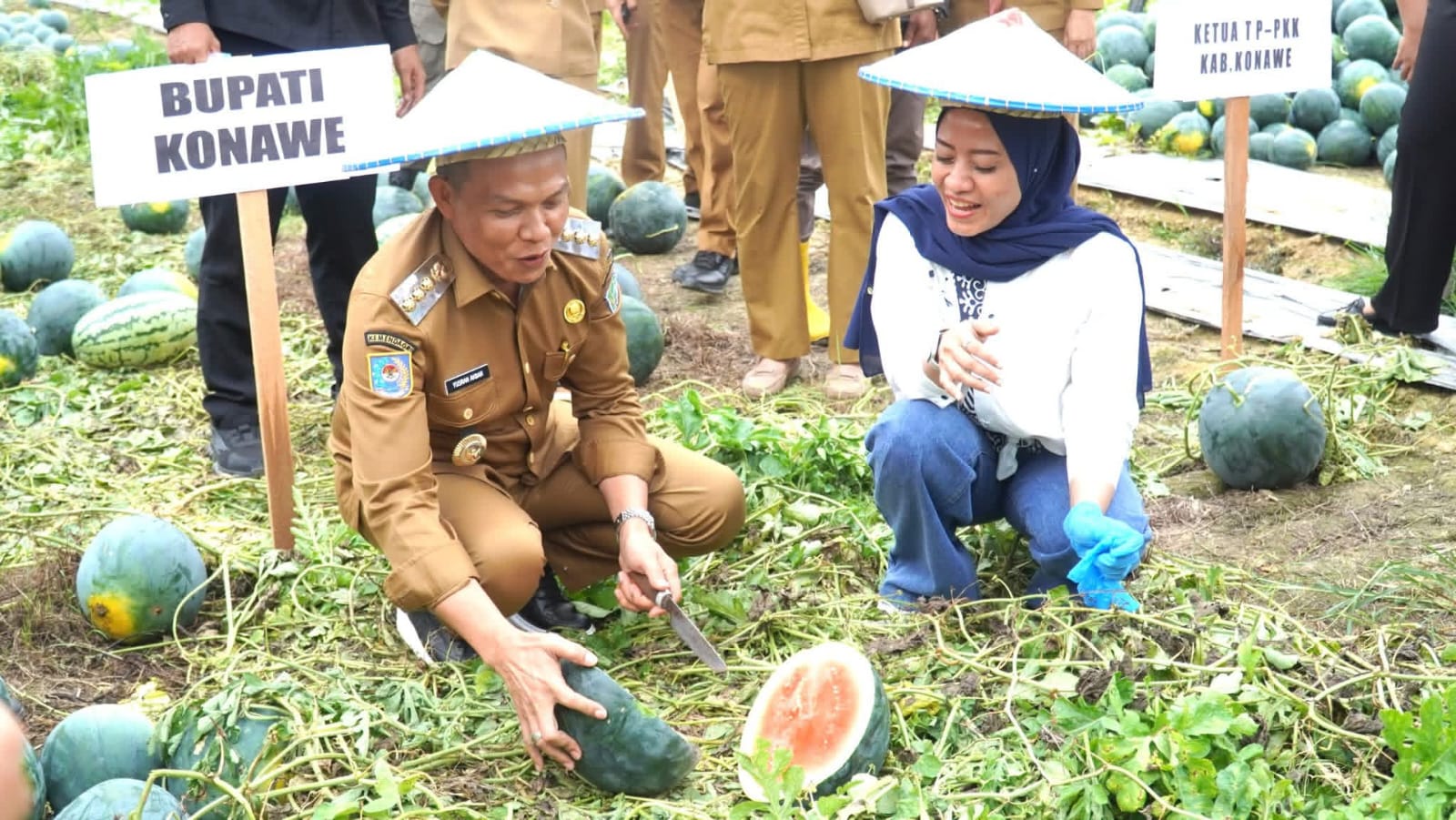 Panen Raya Semangka di Aleuti, Bupati Konawe Angkat Potensi Pertanian untuk Dukung MBG